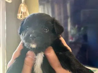 Mixed Breed dogs Mixed Breed Puppy 2 - Ad 24