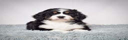Bernedoodle dogs for sale: Ms. Sapphire - Ad 2