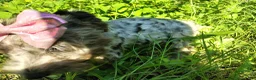 Yorkshire Terrier dogs for sale: Yorkshire Terrier 2 - Ad 2