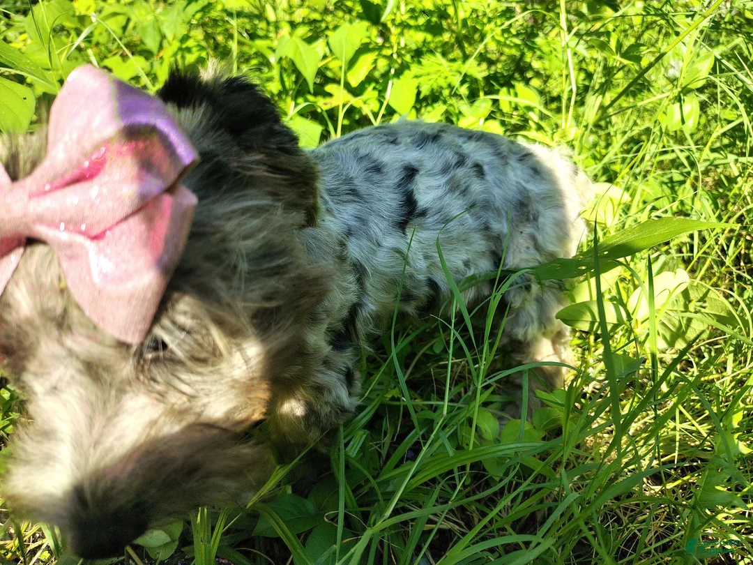 Yorkshire Terrier dogs for sale: Yorkshire Terrier 2 - Ad 2
