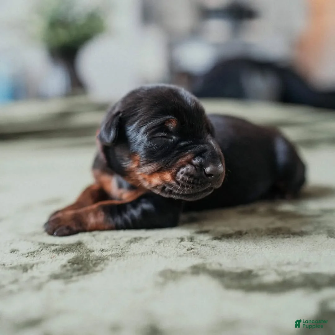 Doberman Pinscher dogs for sale: Titan Bones Shadow Nyx - Ad 1