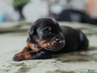 Doberman Pinscher dogs Titan Bones Shadow Nyx - Ad 18