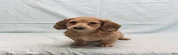 Dachshund dogs for sale: Andrew - Ad 3