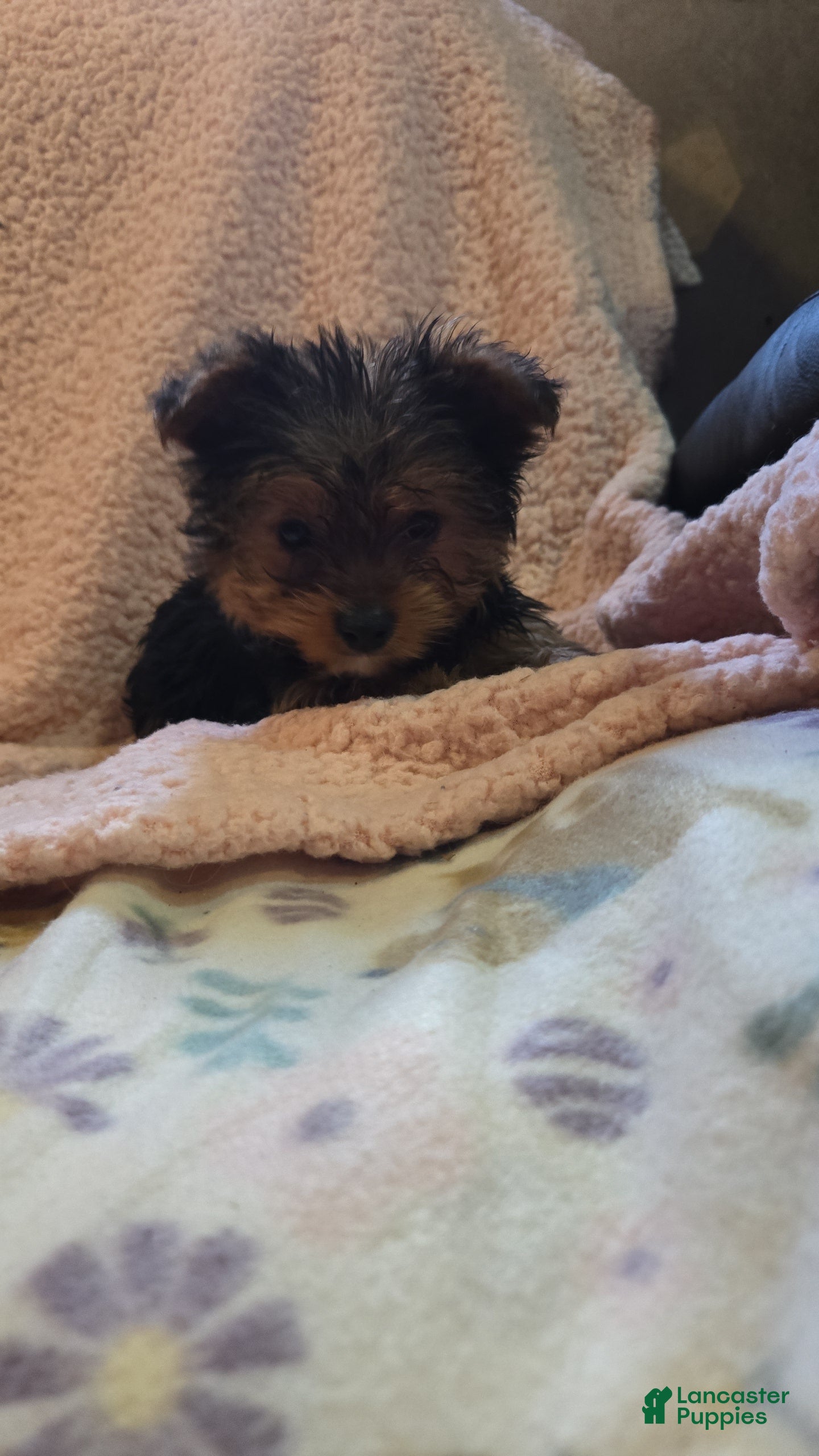Yorkshire Terrier dogs Yorkshire Terrier Boy 1 - Ad 2