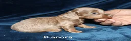 Miniature Dachshund dogs for sale: Kanora - Ad 5
