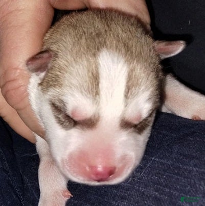 Siberian Husky dogs 2 Rahlynn - Ad 1