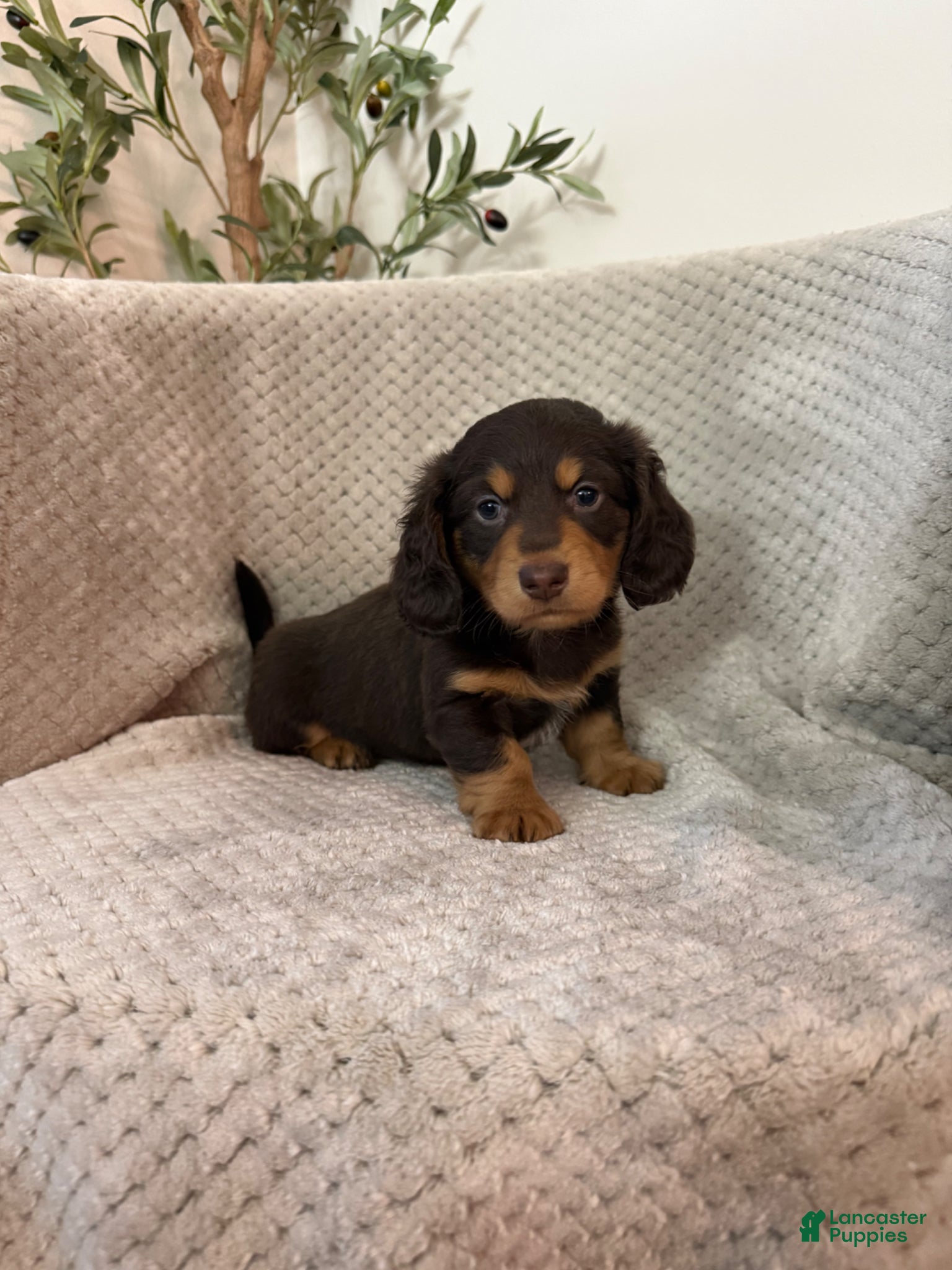 Miniature Dachshund dogs for sale: Samuel  - Ad 2