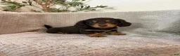 Miniature Dachshund dogs for sale: Samuel  - Ad 1