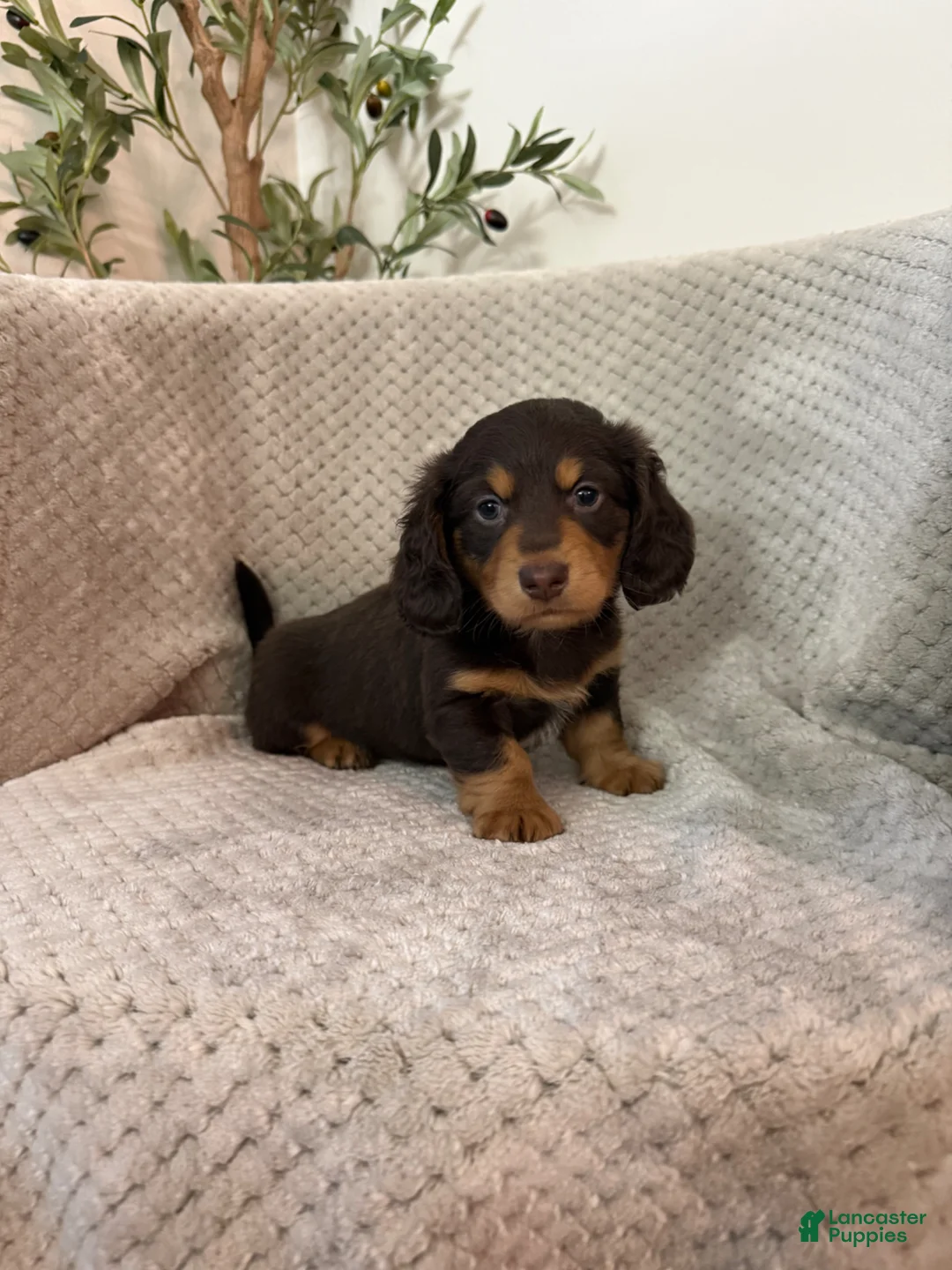Miniature Dachshund dogs for sale: Samuel  - Ad 1
