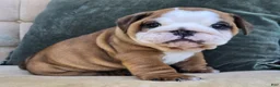 English Bulldog dogs for sale: Dominic - Ad 5