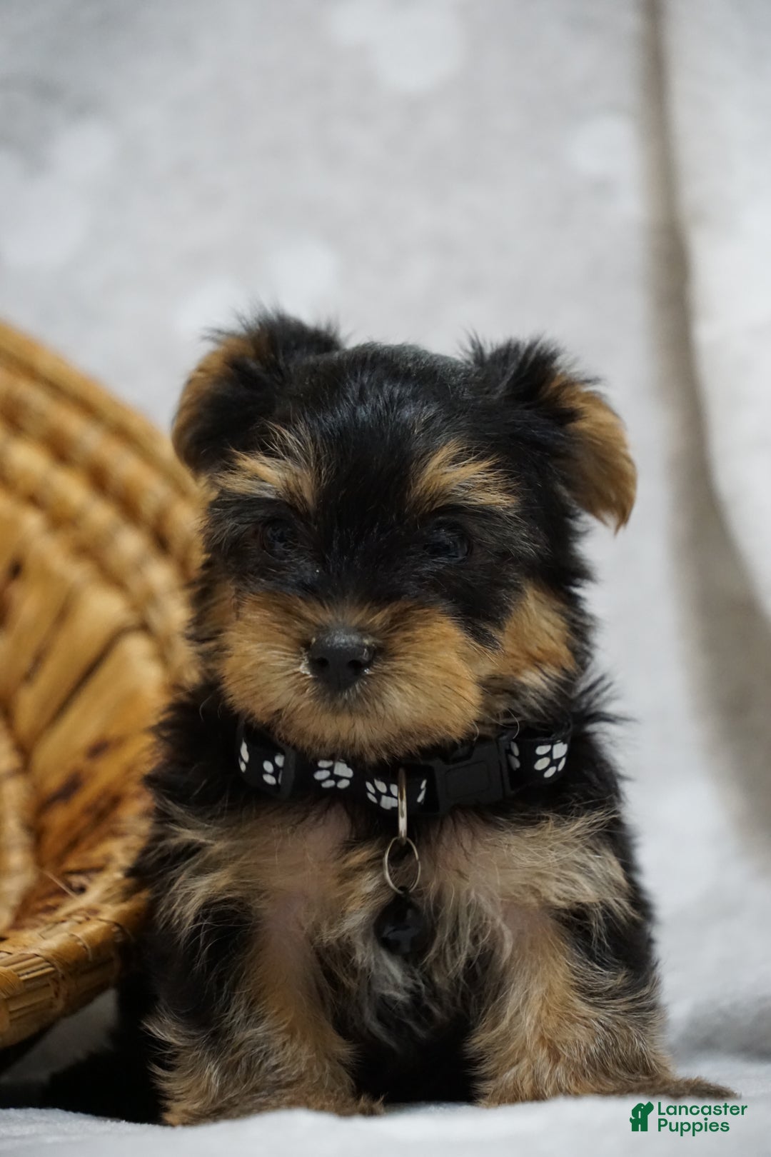 Yorkshire Terrier dogs for sale: Doreen - Ad 6