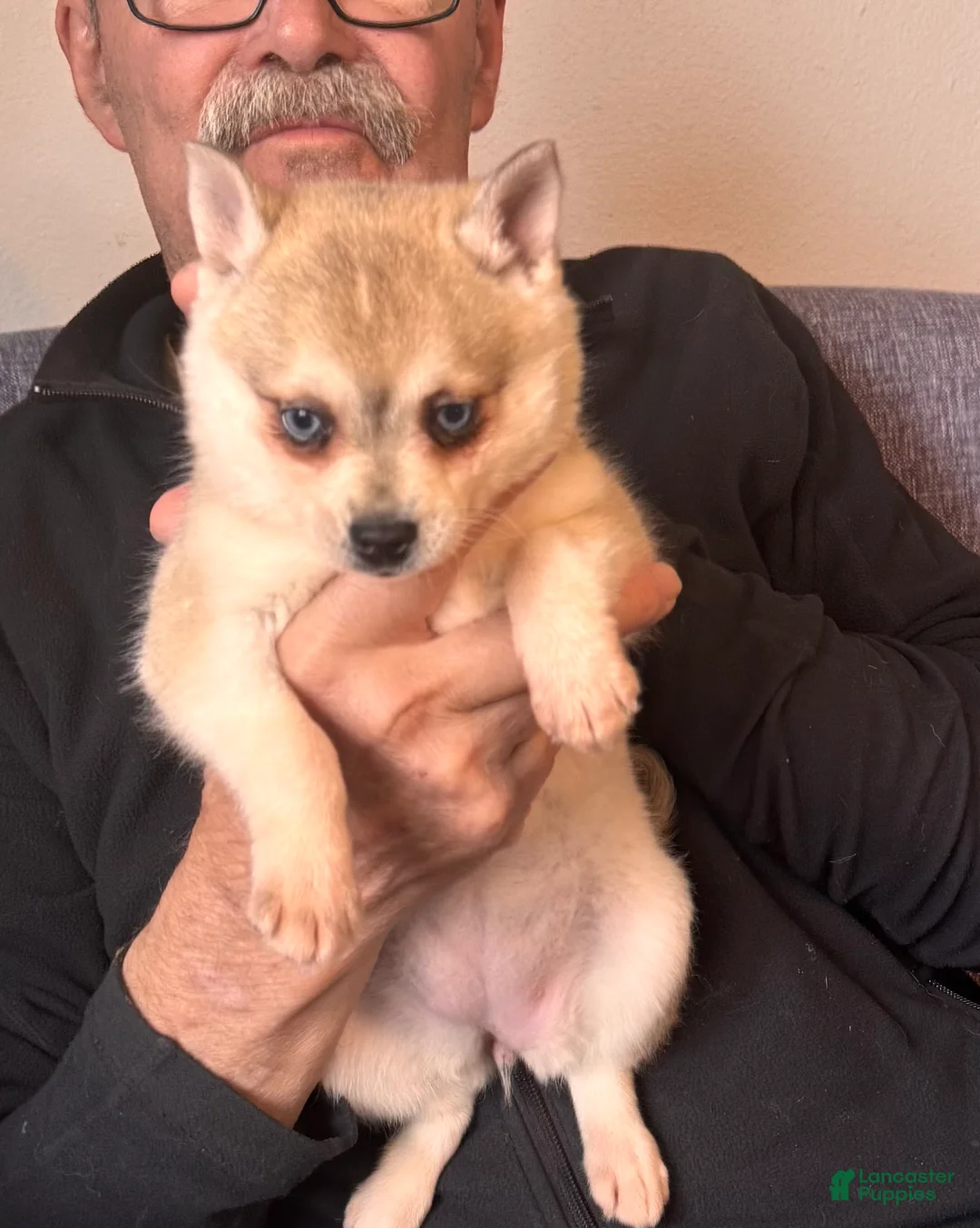 Alaskan Klee Kai dogs for sale:  Puppy 2 - Ad 2