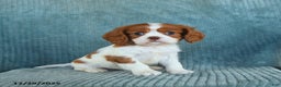 Cavalier King Charles Spaniel dogs for sale: Cleo - Ad 1