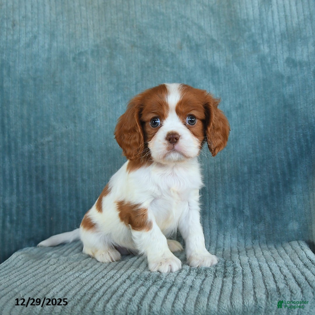 Cavalier King Charles Spaniel dogs for sale: Cleo - Ad 1
