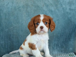 Cavalier King Charles Spaniel dogs Cleo - Ad 16