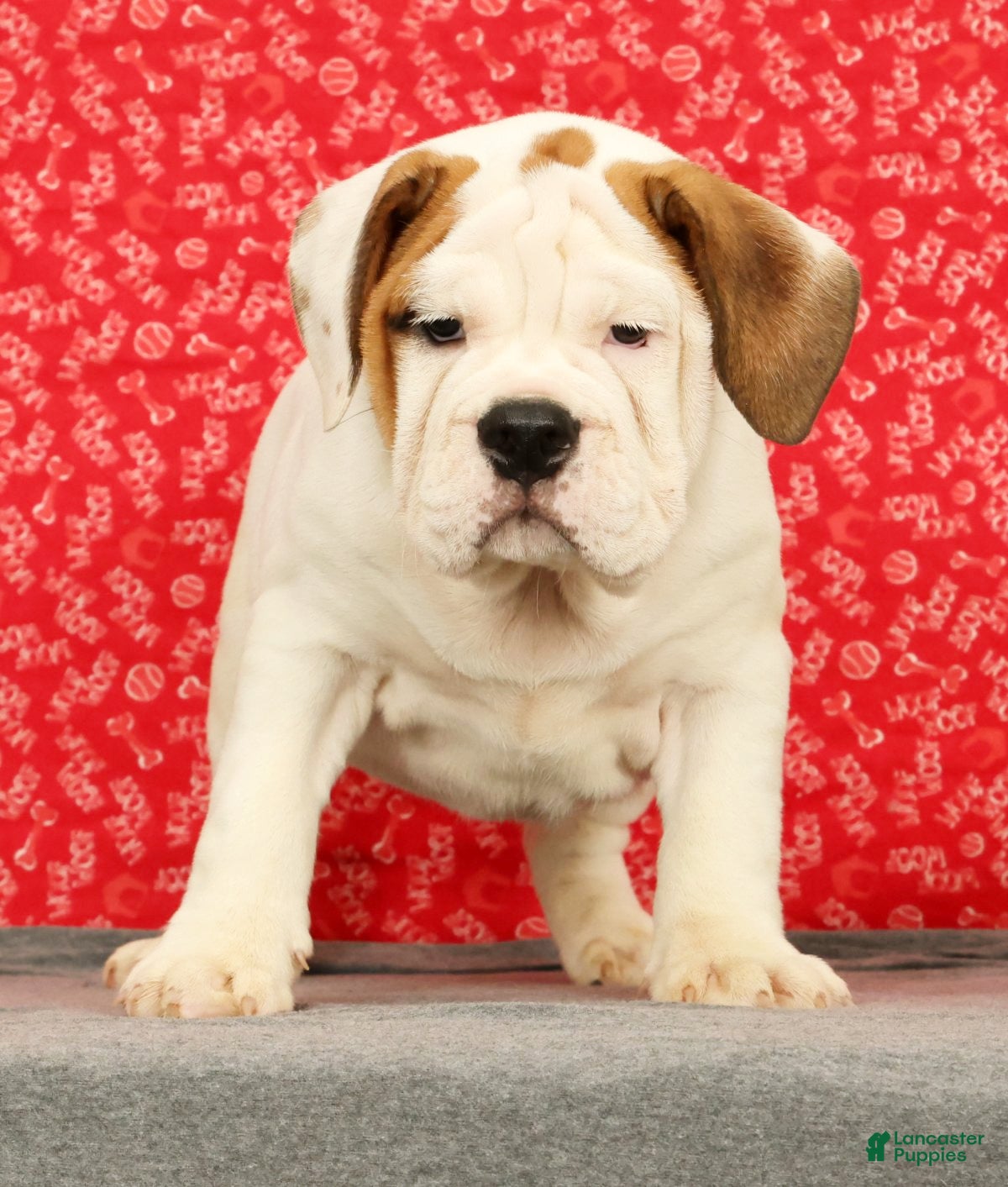 Beabull dogs Ziggy - Ad 2
