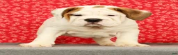 Beabull dogs for sale: Ziggy - Ad 2