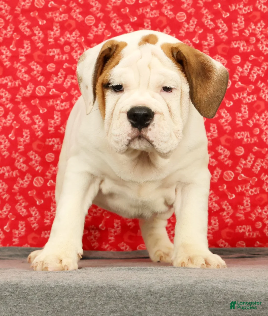 Beabull dogs for sale: Ziggy - Ad 2