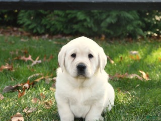 Labrador Retriever dogs Havana - Ad 37