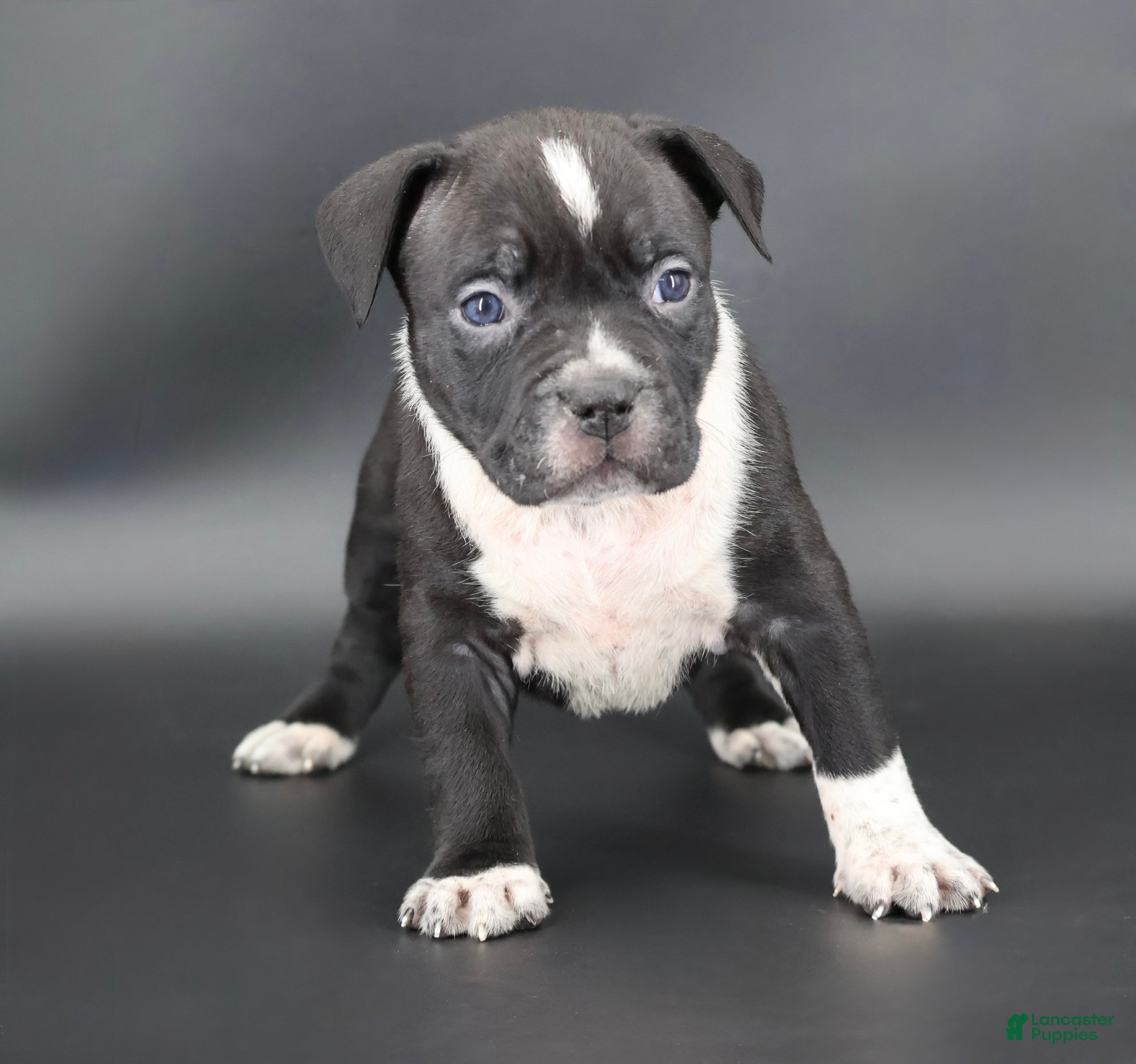 American Bully dogs Yarrow - Ad 1
