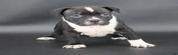 American Bully dogs for sale: Yarrow - Ad 1