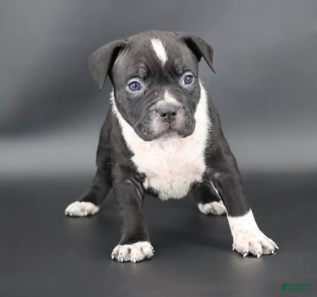 American Bully dogs for sale: Yarrow - Ad 1