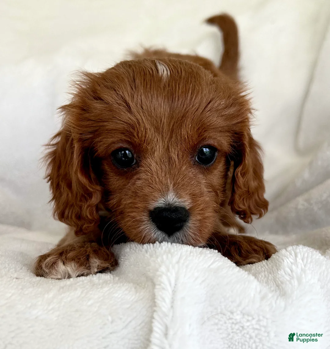 Cavapoo dogs for sale: SADIE 💗 - Ad 1
