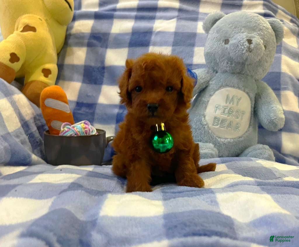 Toy Poodle dogs Teddy - Ad 14