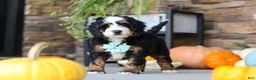 Mini Bernedoodle dogs for sale: Luke🐾 - Ad 6
