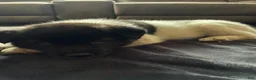 Akita dogs for sale: Akita 5 - Ad 2