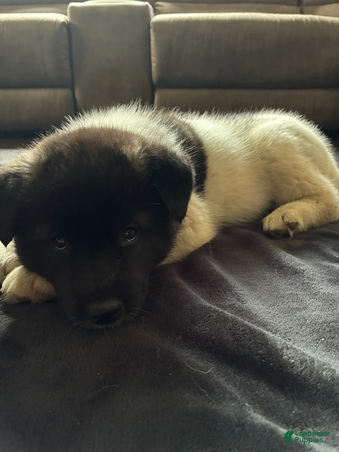 Akita dogs for sale: Akita 5 - Ad 2