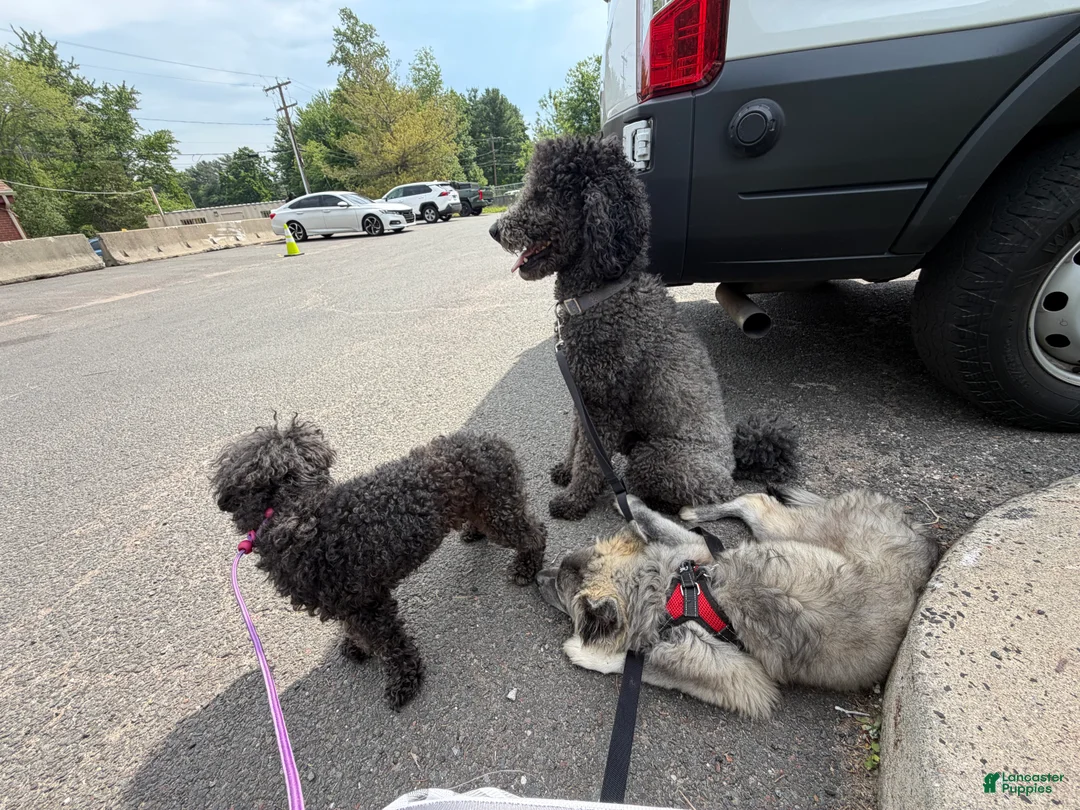 Mixed Breed dogs for sale: Bear - Ad 2