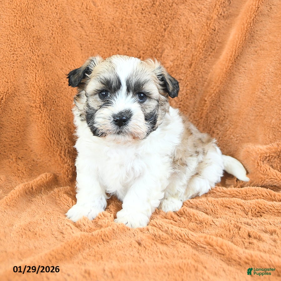 Teddy Bear dogs Nibbles - Ad 41