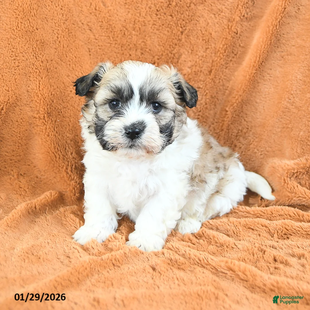 Teddy Bear dogs for sale: Nibbles - Ad 1