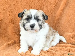 Teddy Bear dogs Nibbles - Ad 41