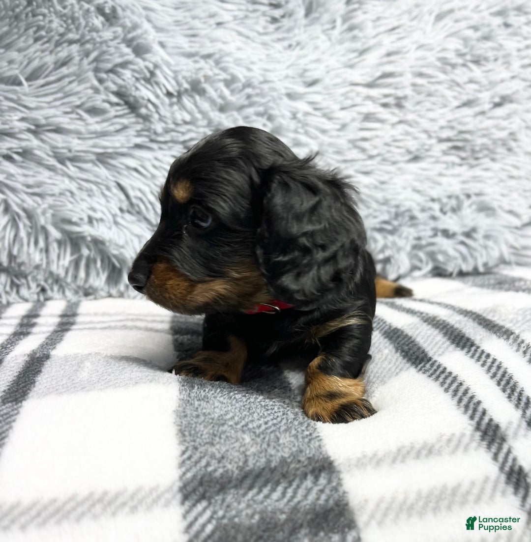 Dachshund dogs for sale: Little Bentley - Ad 4
