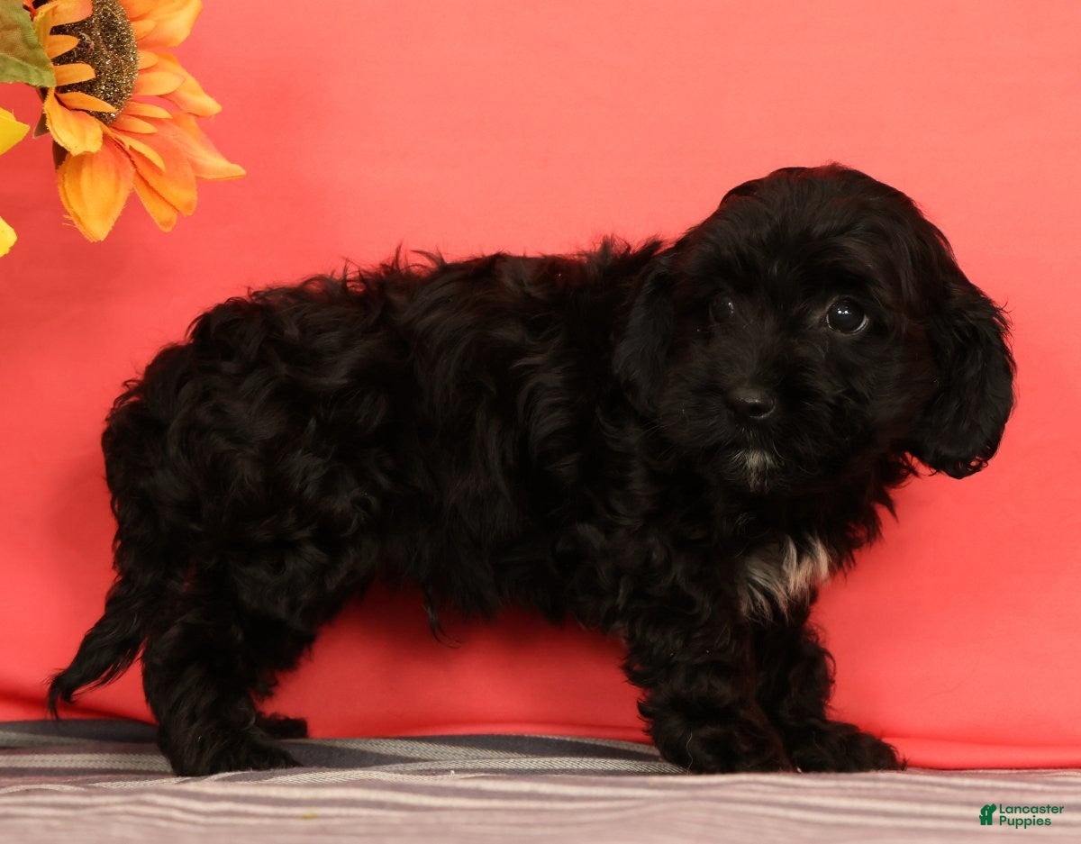 Cavapoo dogs Vito - Ad 1