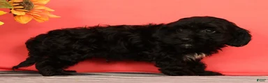 Vito
