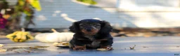 Miniature Dachshund dogs for sale: Frank - Ad 16