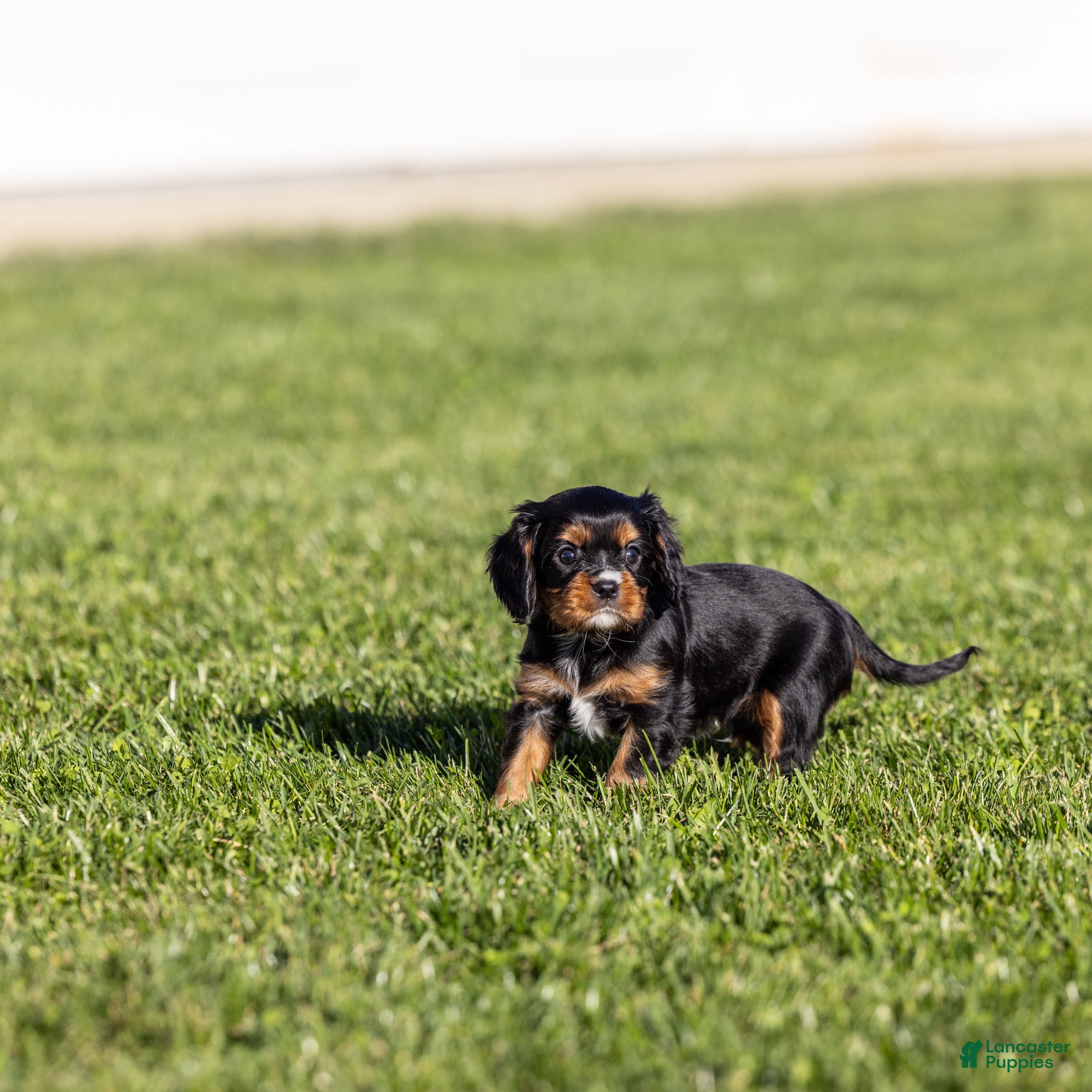 Cavalier King Charles Spaniel dogs Asher - Ad 2