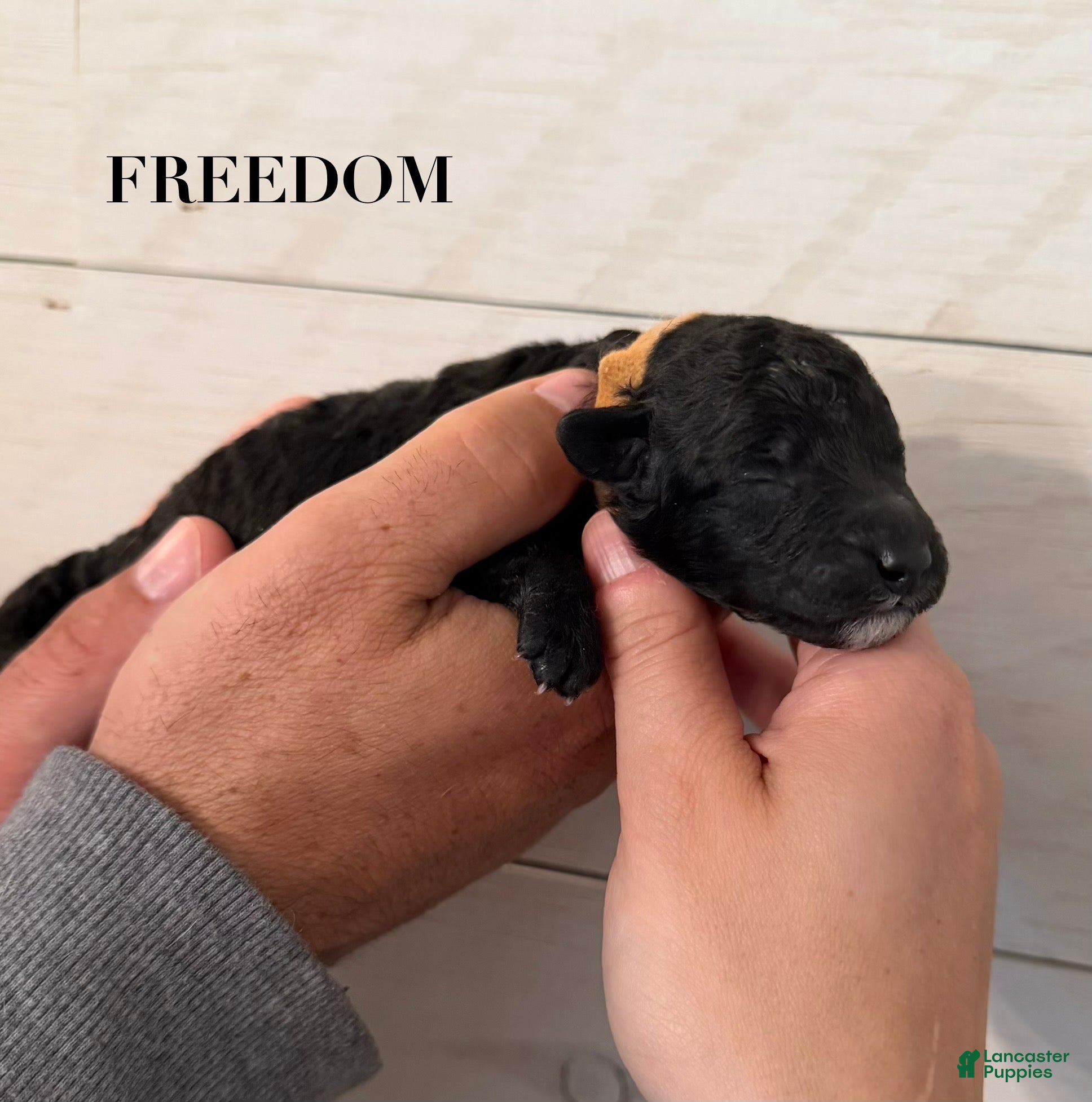 Standard Poodle dogs Standard Poodle Puppy 5 - Ad 26
