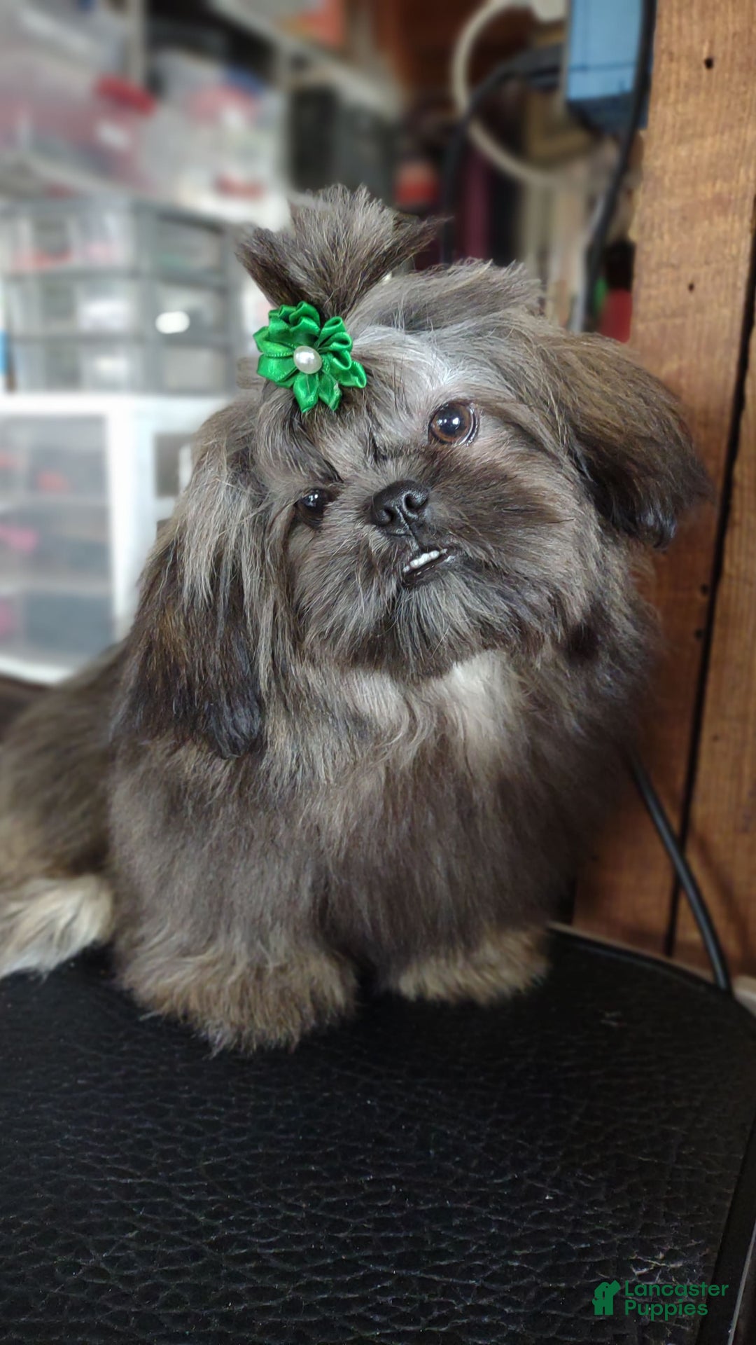 Shih Tzu dogs for sale: Ewok Naturally-reared - Ad 2