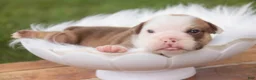 English Bulldog dogs for sale: Tammy English Bulldog  - Ad 2