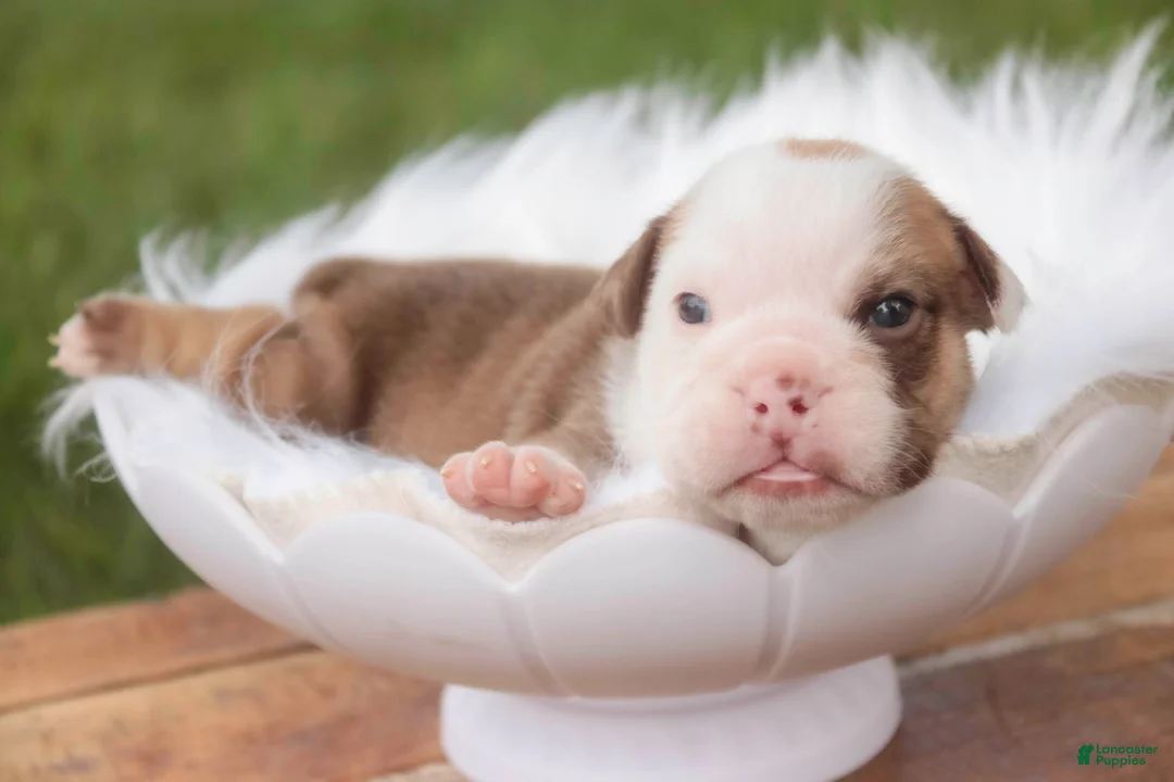 English Bulldog dogs for sale: Tammy English Bulldog  - Ad 2
