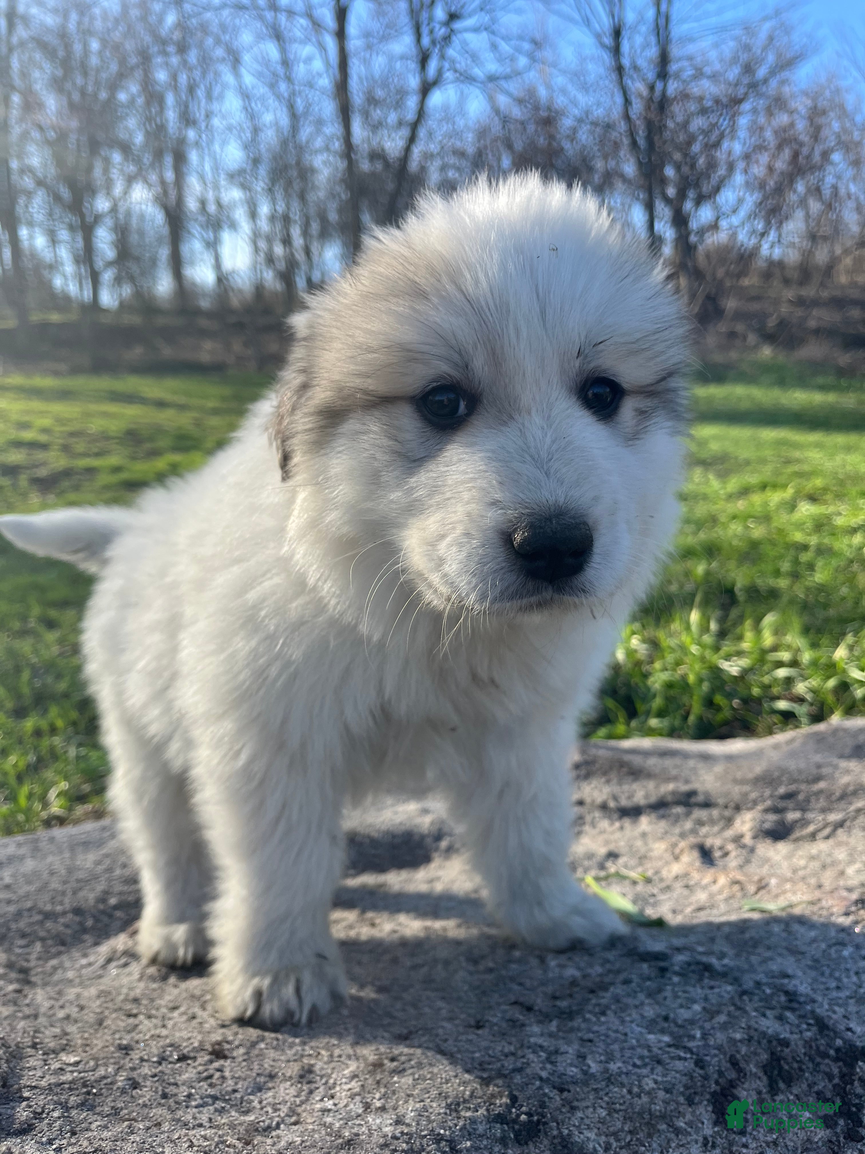 Great Pyrenees dogs Foodie - Ad 22