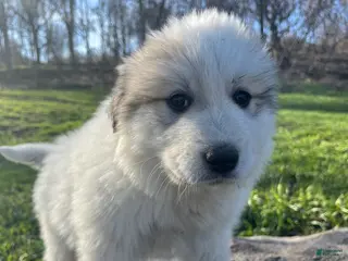 Great Pyrenees dogs Foodie - Ad 22