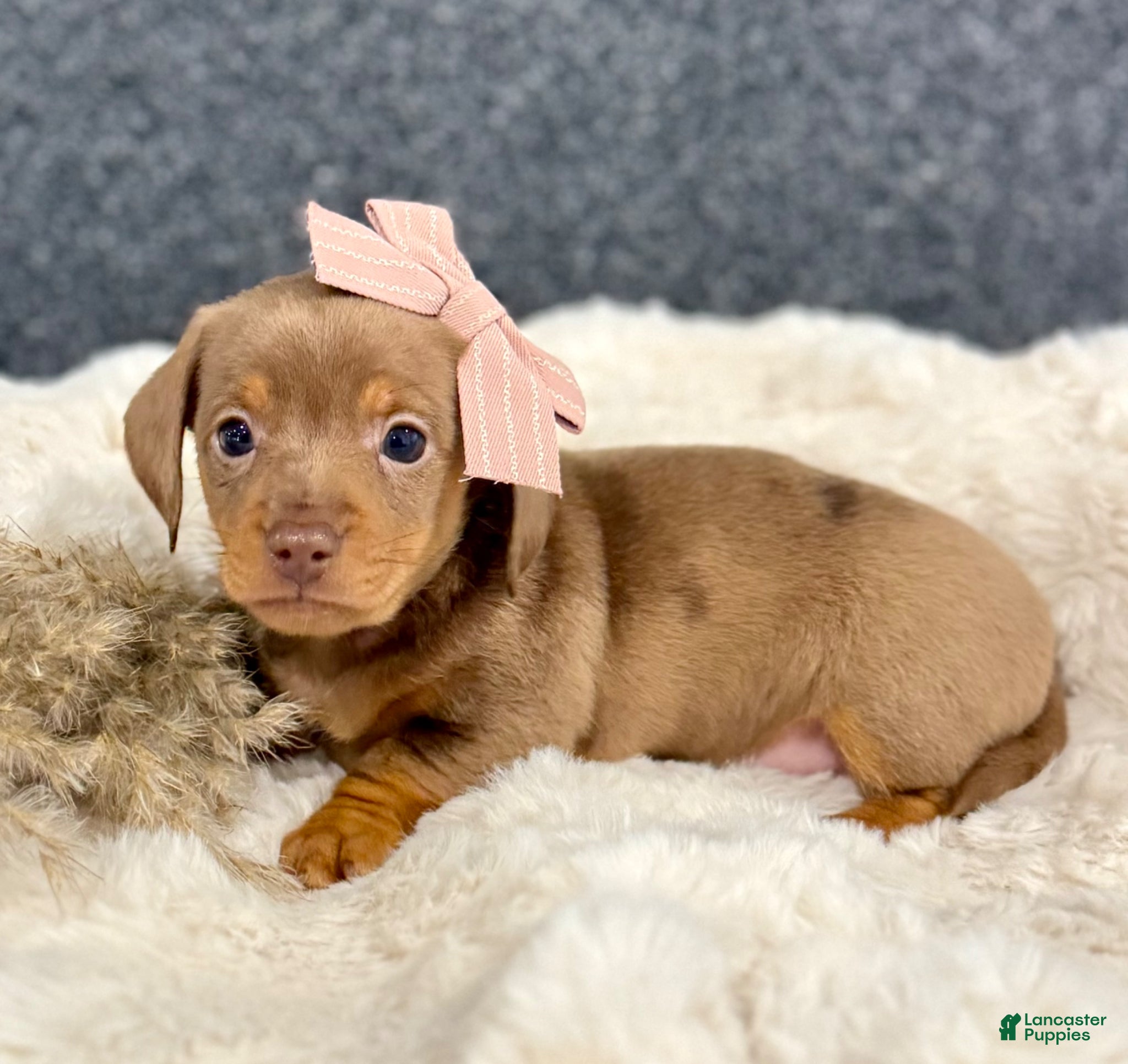 Miniature Dachshund dogs for sale: Milly - Ad 3