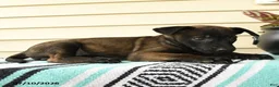 Belgian Malinois dogs for sale: Amina - Ad 3