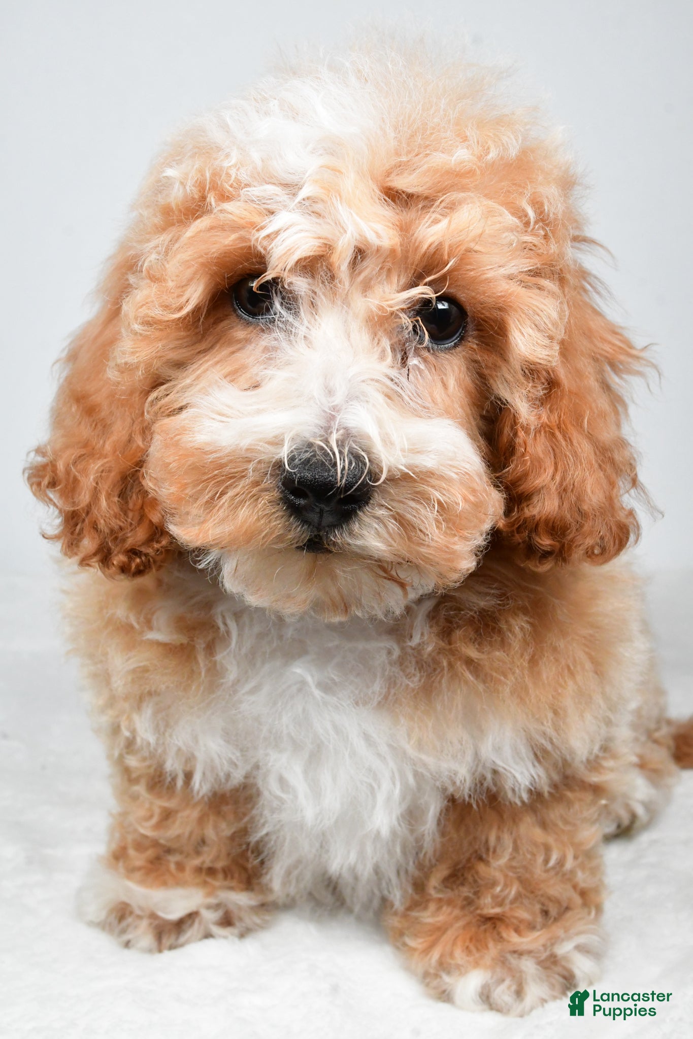 Bichpoo dogs Bo - Ad 1