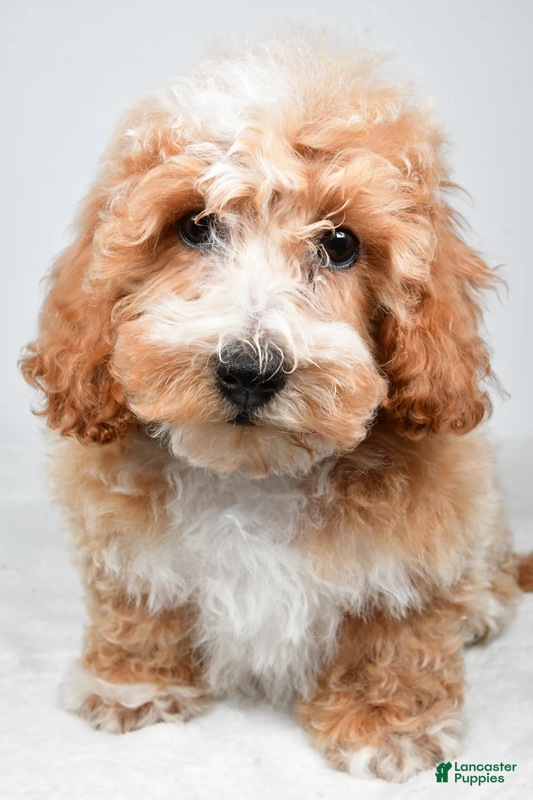 Bichpoo dogs for sale: Bo - Ad 1